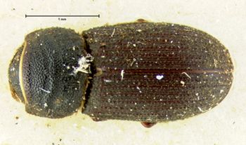 Media type: image;   Entomology 3729 Aspect: habitus dorsal view